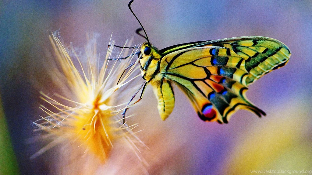 Butterflies Wallpapers Page 118: Touch Sun Butterfly Lovers Wings ...