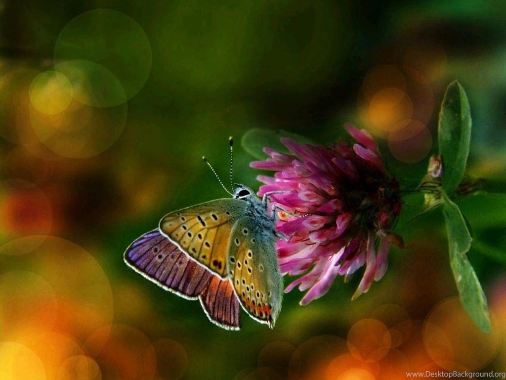 Beautiful Colorful Butterflies Wallpapers