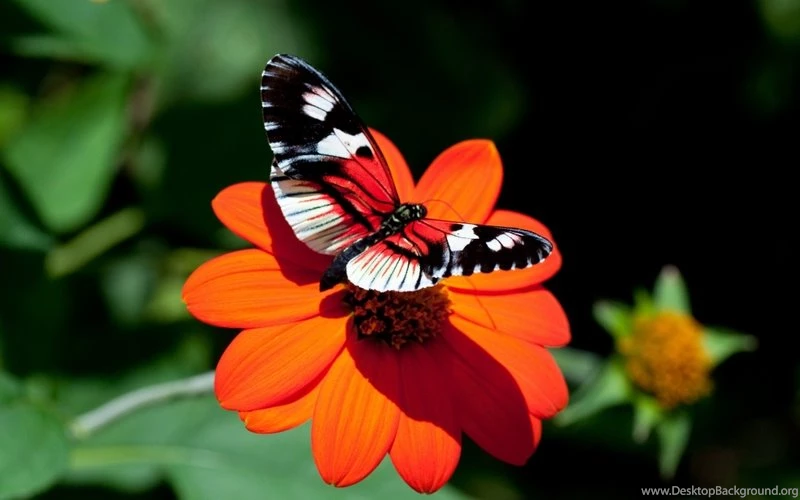 Butterfly,colorful Colorful Butterfly Animals 1280x1024 Wallpapers ...