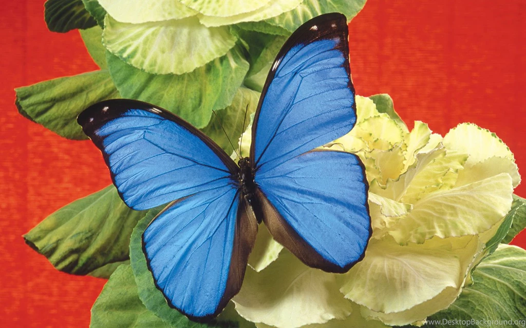 Dielianhua: Colorful Flowers Butterfly Close up Wallpapers ...