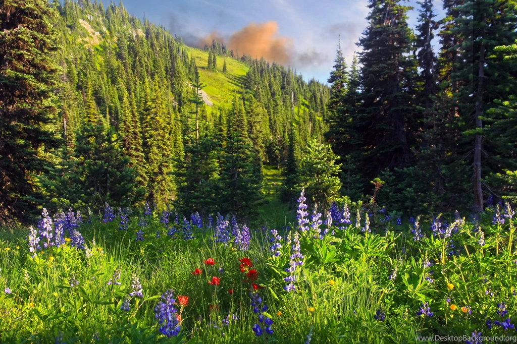 Grass Nature Flowers Trees Forest Mountains Wallpapers