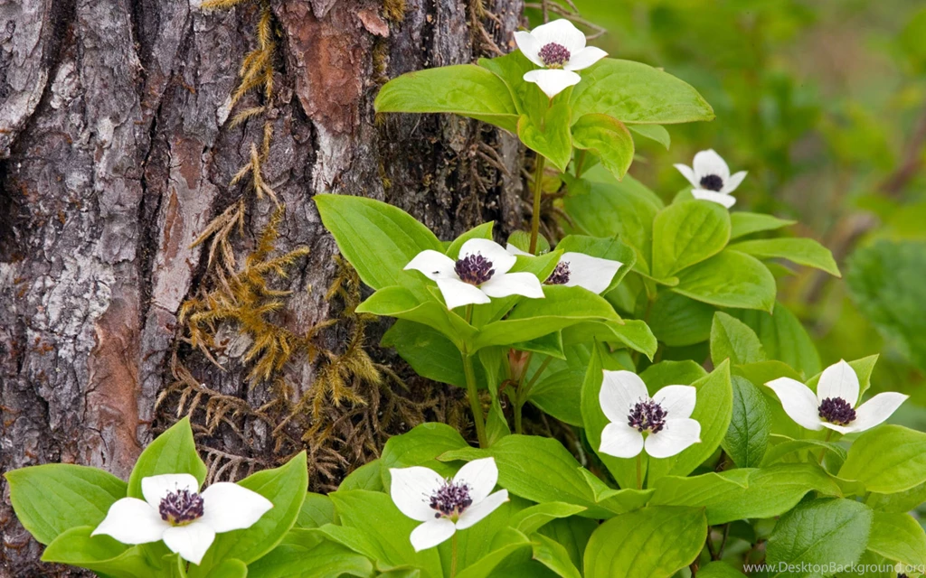 Download Wallpapers 3840x2400 Flower, Tree, Forest, Green, Nature ...