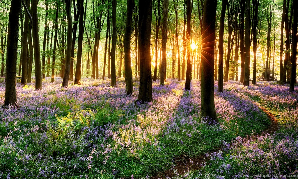 Spring Forest Flowers   Typta.com