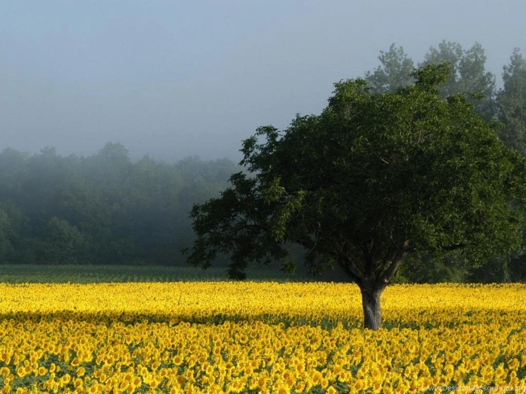 Sun Flower Forest   (
