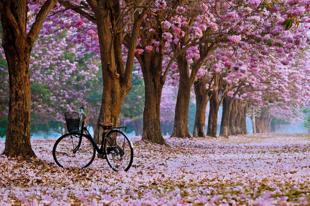 Landscape Bicycle Earth Flower Nature Park Tree Forest Spring Mood ...