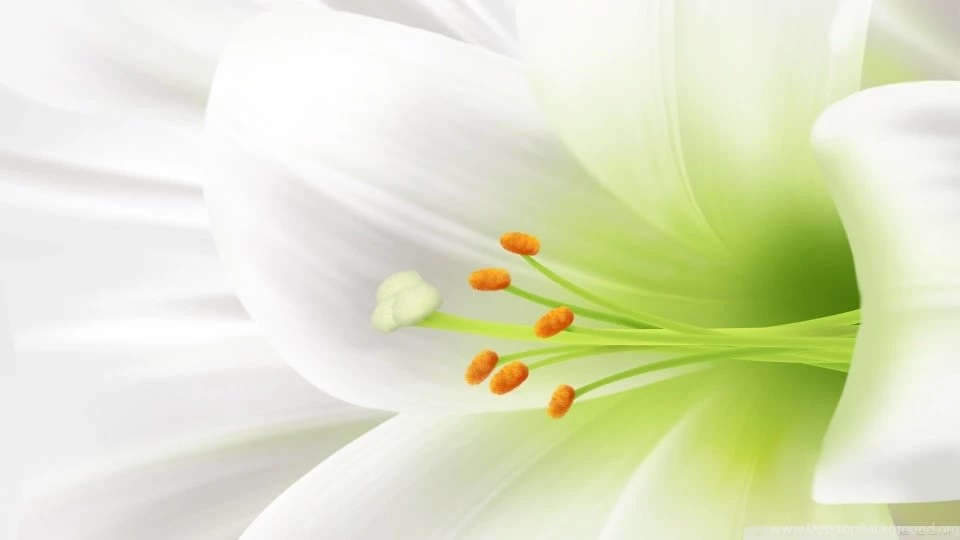 30 Beautiful Flower Wallpapers Free To Download Roohdaar