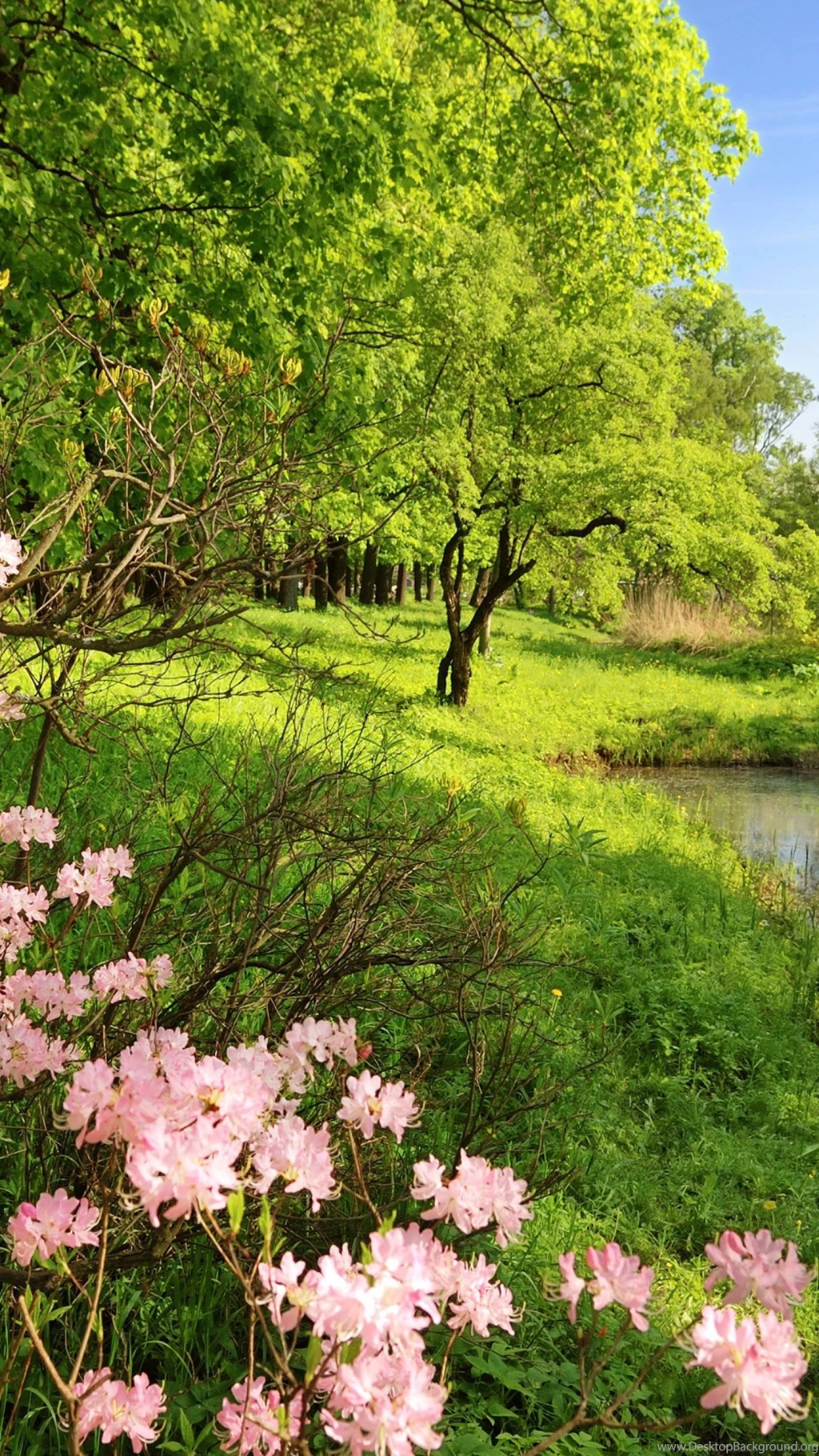 Pink Flowers In Forest   Best HD Wallpapers For iPhone And Android ...