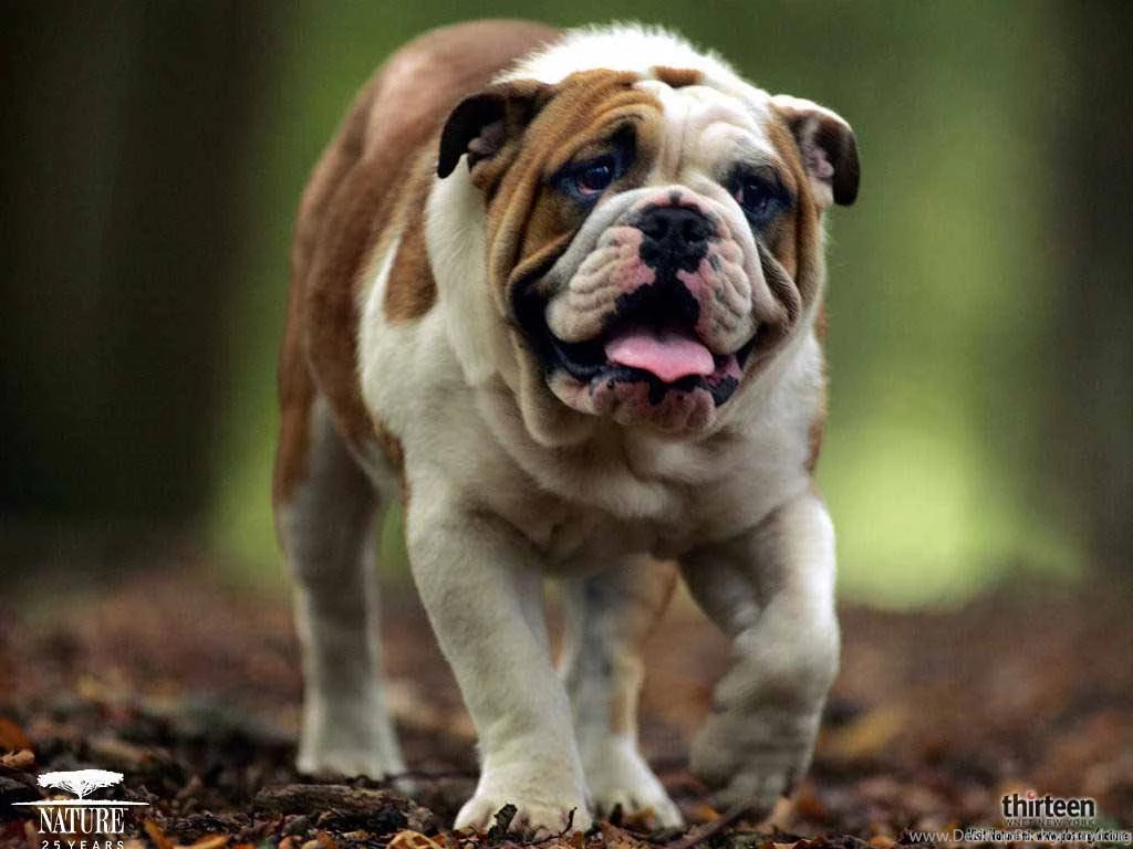 Pitbull Dog Wallpapers Wallpapers Cave