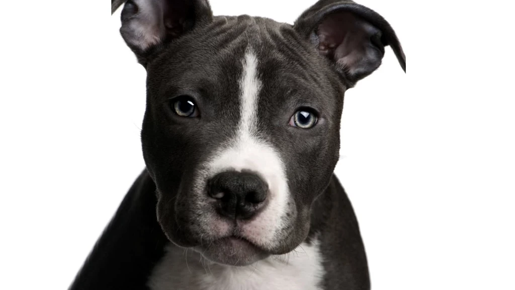 Pitbull Backgrounds HD