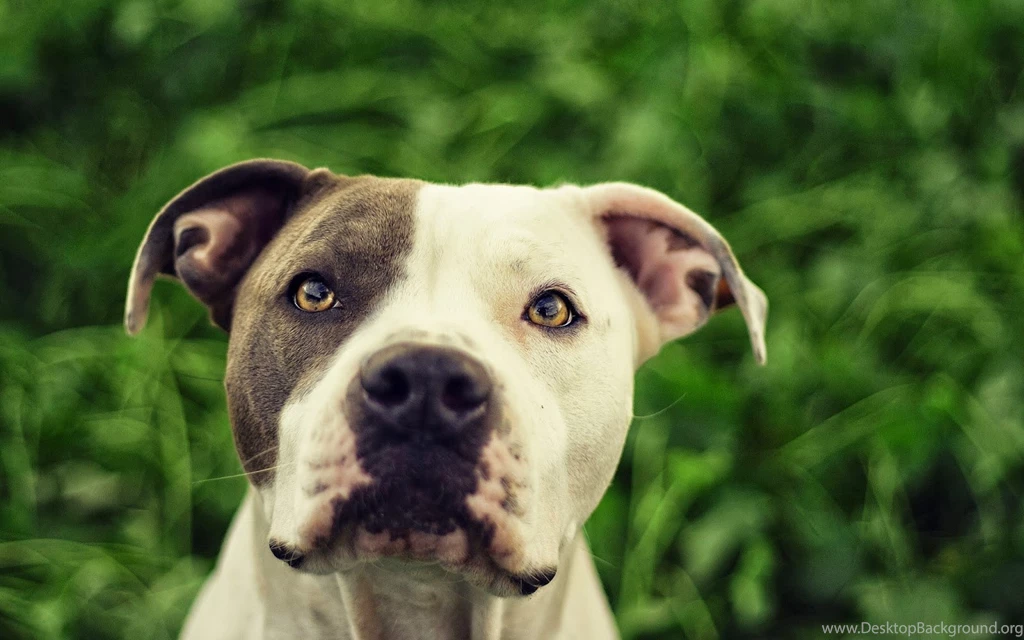 Pit Bull Dogs Wallpapers: Pitbull Dog Wallpapers HD