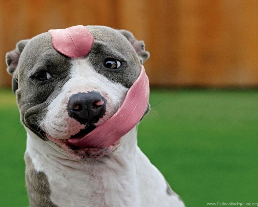 Trololo Blogg: Wallpapers Hd Pitbulls