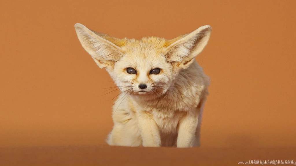 Fennec Fox Merzouga Morocco HD Wallpapers IHD Wallpapers