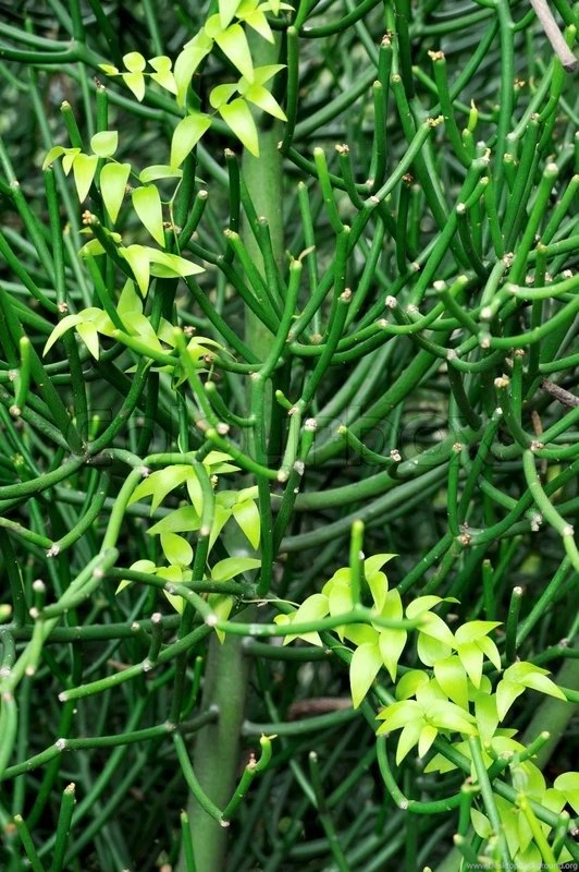 Close Up Of Succulent And Creeper – Backgrounds