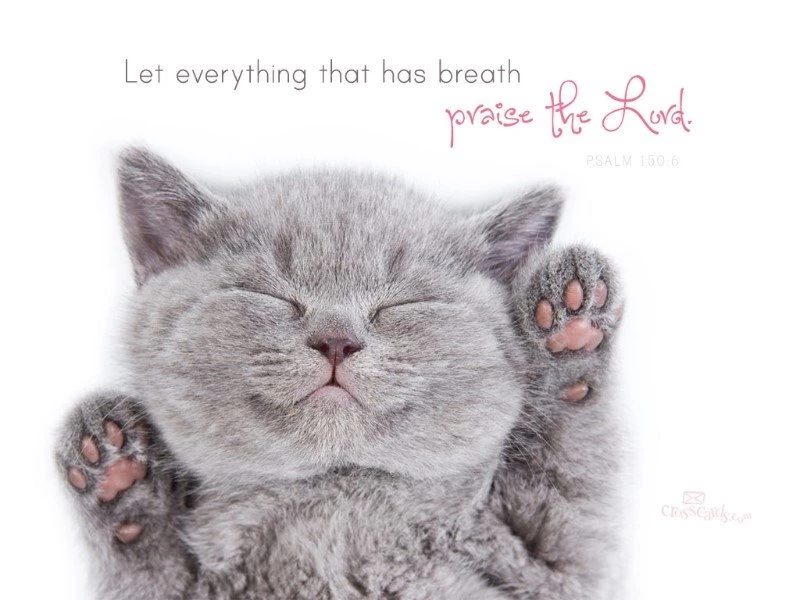 Praise The Lord Desktop Wallpapers   Free Animals Backgrounds