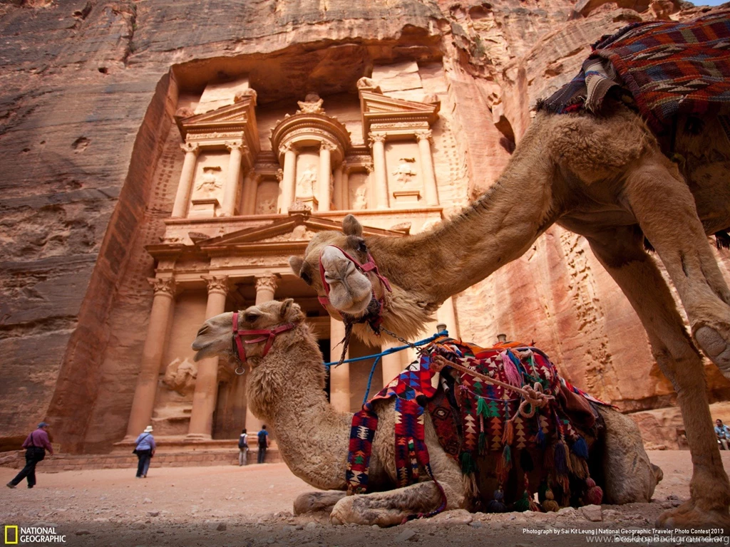 The Curious Camel In Petra Traveler Photo Contest 2013 ...