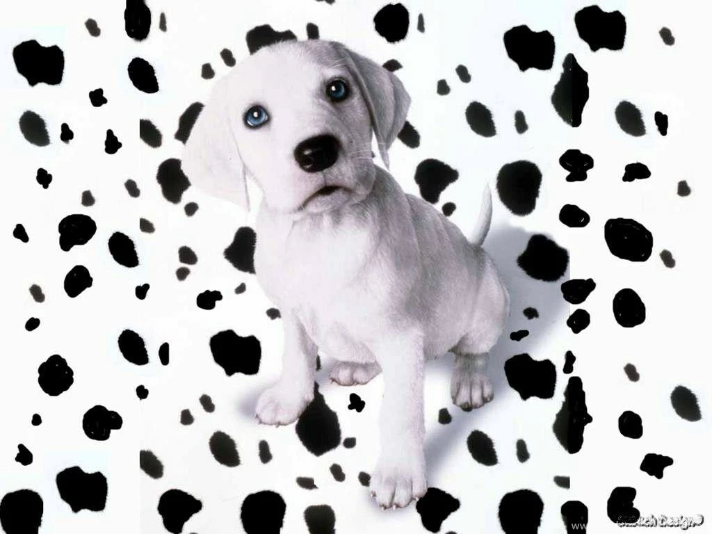 Spotted Dalmatian Puppy   Free Animals Wallpapers Image With Dogs