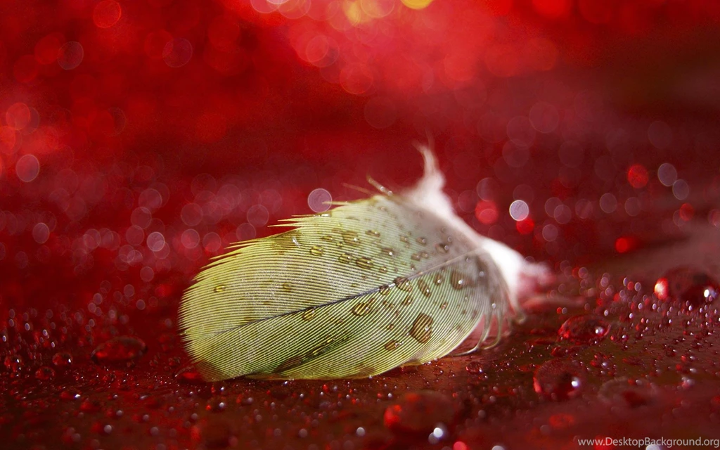 Bokeh Water Drops Macro Feather Feathers Image Gallery >> HD ...