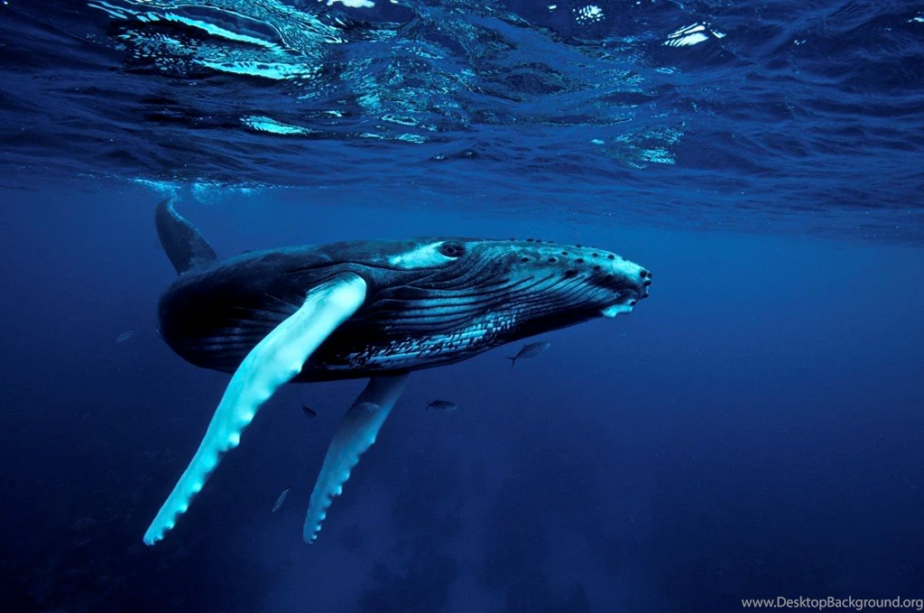 Whales