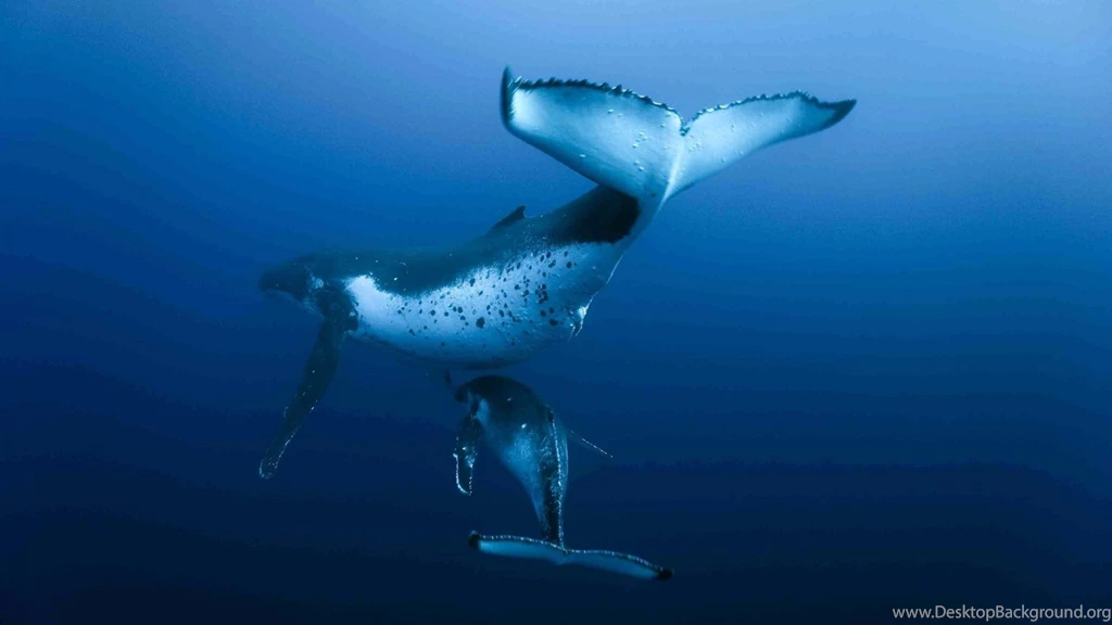 Animals Whales Humpback Whale Wallpapers