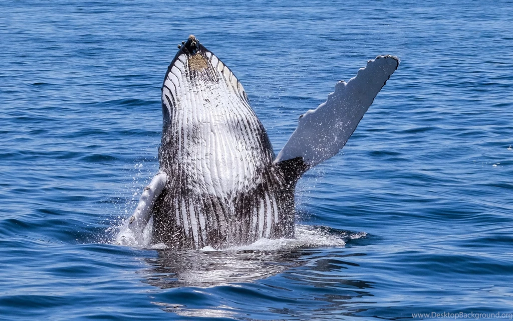 Say Hello To Humpback Whale HD Wallpapers. 4K Wallpapers