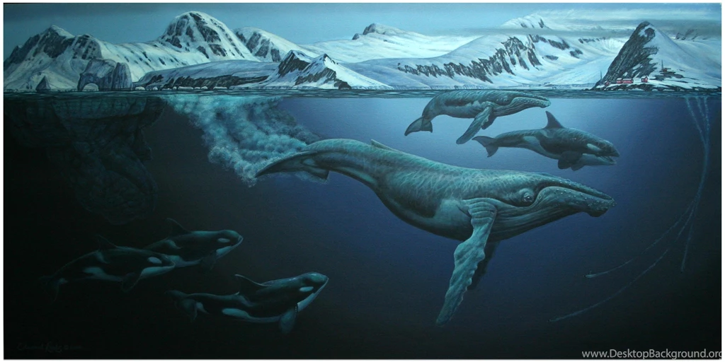 Whales: Humpback Whales Mammals Ocean Full HD Animal Wallpapers ...