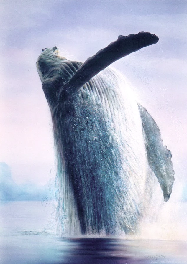 Humpback Whale By Illugraphy On DeviantArt