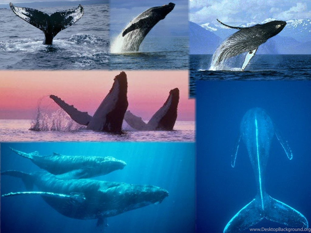 Wallpaper, A Show By Humpback Whales