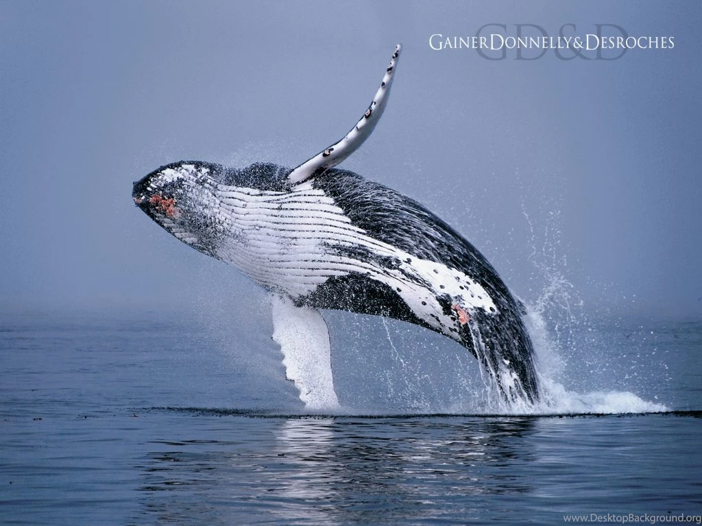 1024x768 Humpback Whale Desktop PC And Mac Wallpapers