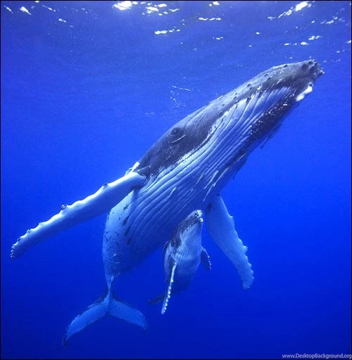 Humpback Whale ImgMob