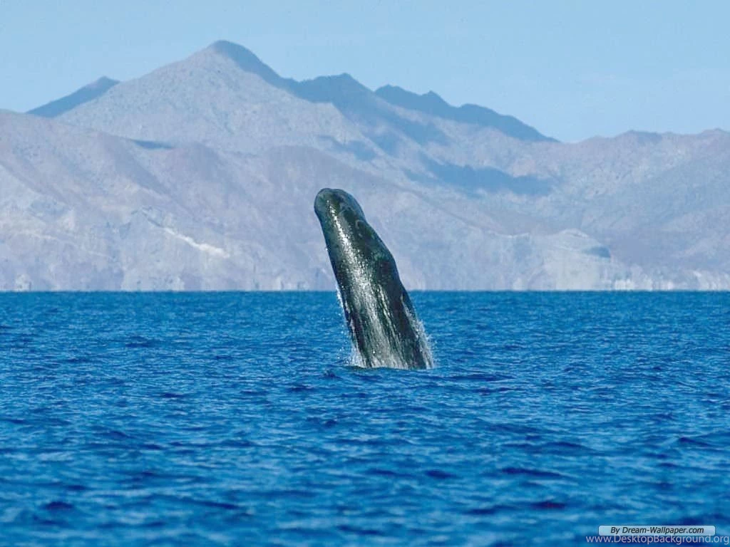 Hump Back Whale Humpback Whales Wallpapers (32310749) Fanpop