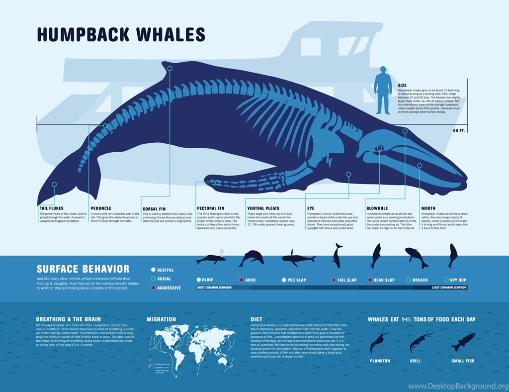 Whales