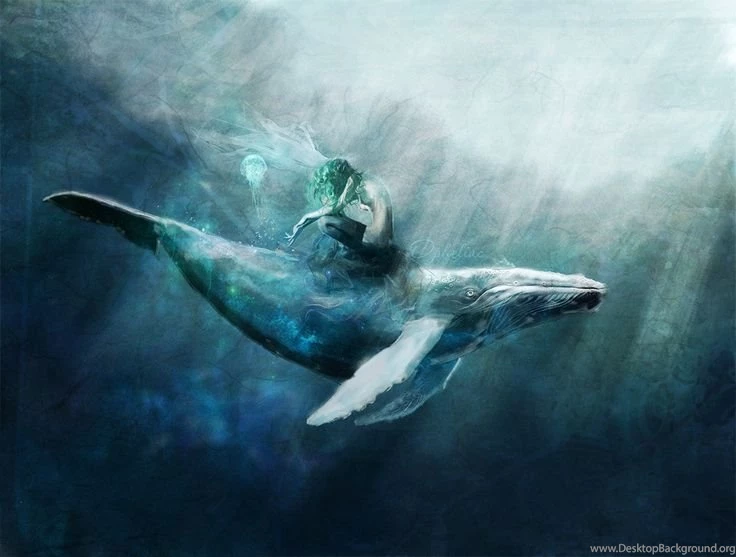 Dolphins & Whales On Pinterest