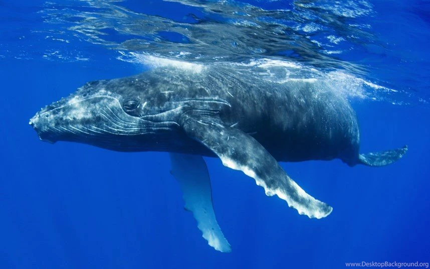 2880x1880px 1779.69 KB Humpback Whale