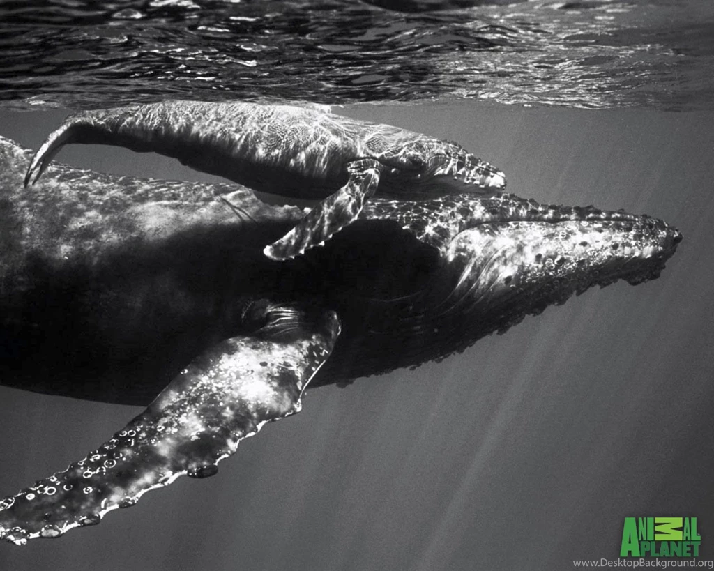 Animal Planet Whales Wallpapers Download Humpback_calf