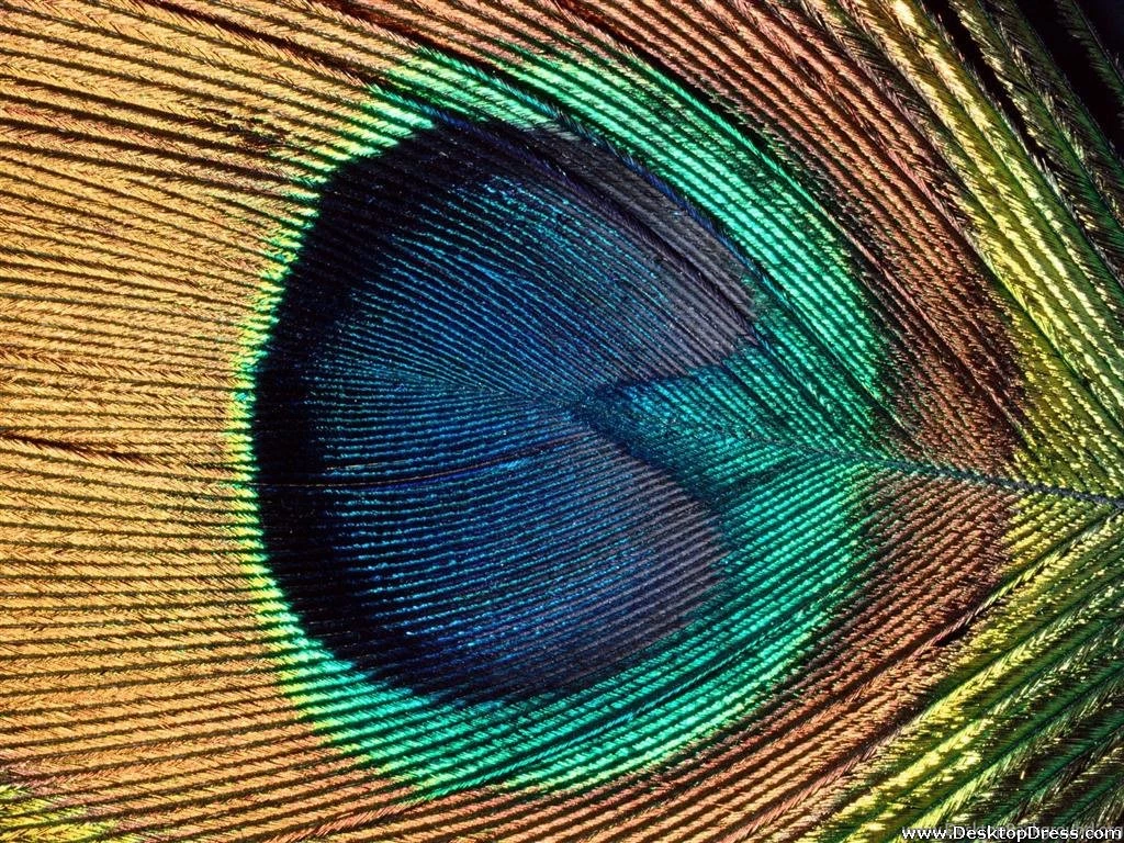 Desktop Wallpapers » Other Backgrounds » Iridescent, Peacock Eye ...