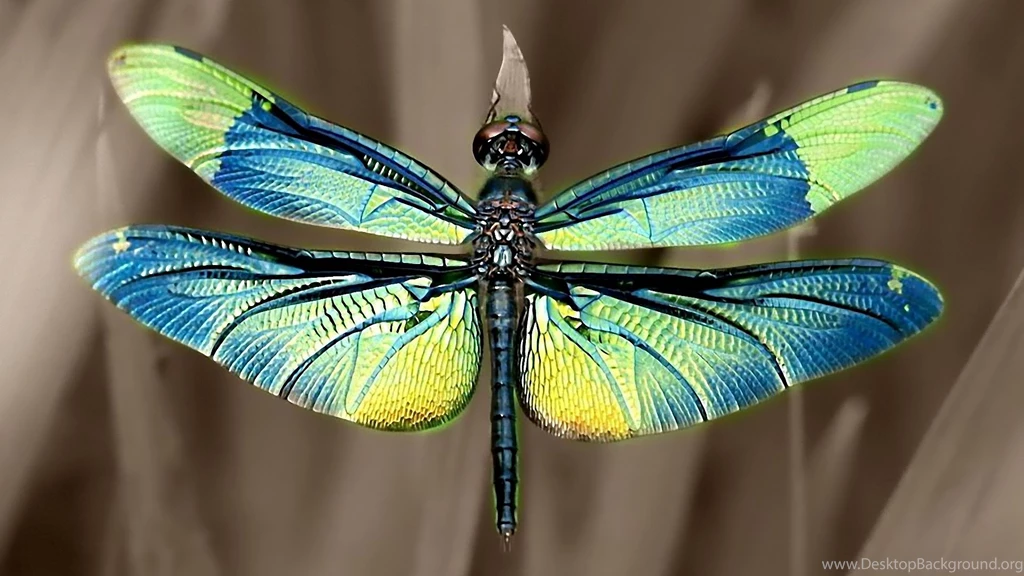 Iridescent Dragonfly Wings Wallpapers