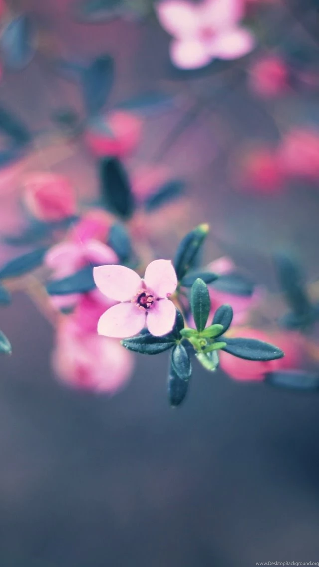 iPhone Flower Backgrounds Wallpapers Zone