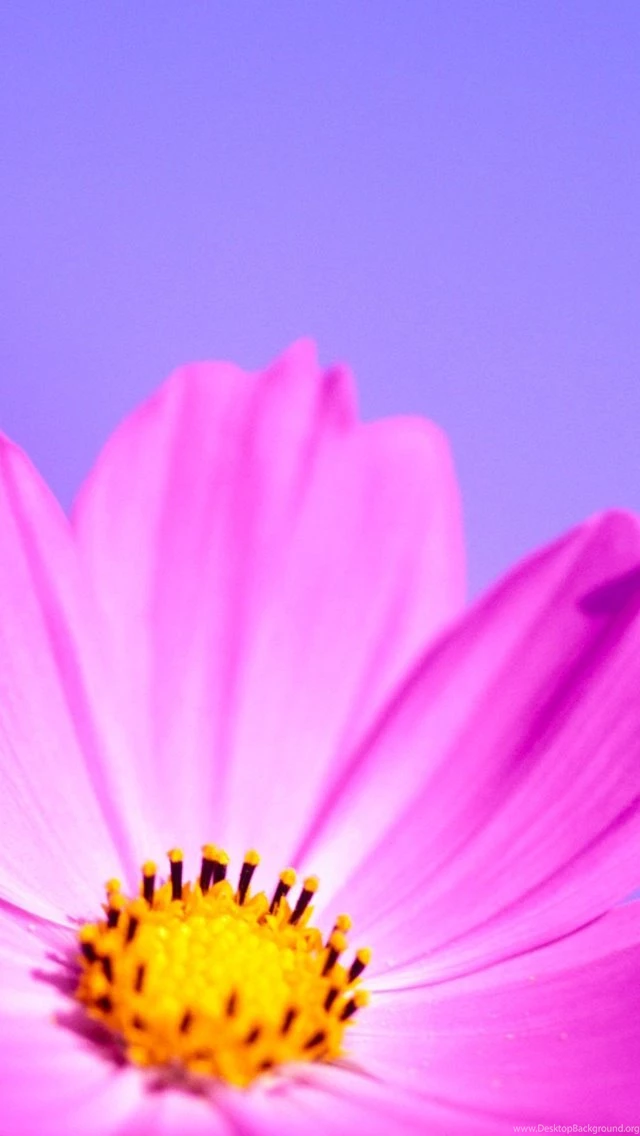 Pink Flower iPhone 5 Wallpapers (640x1136)