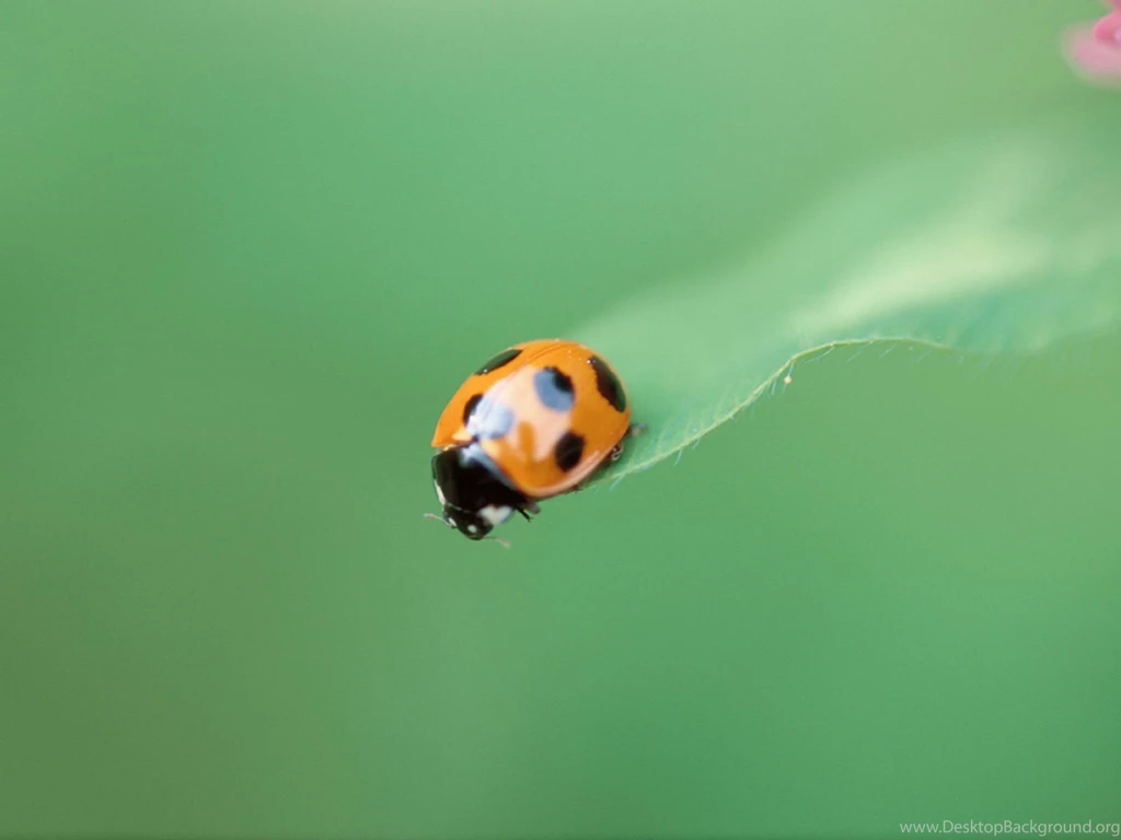 Ladybird Wallpapers 3076 1600x1200 UMad.com