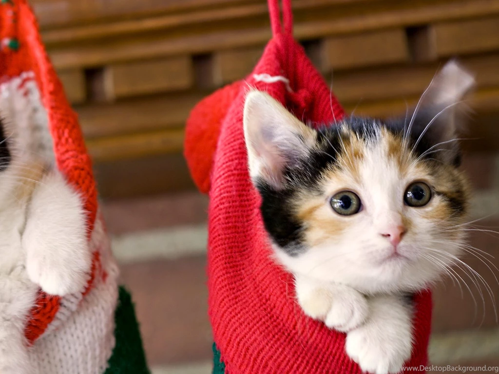 Cute Cat Wallpapers Kitten Wallpapers For Android Kemecer.com