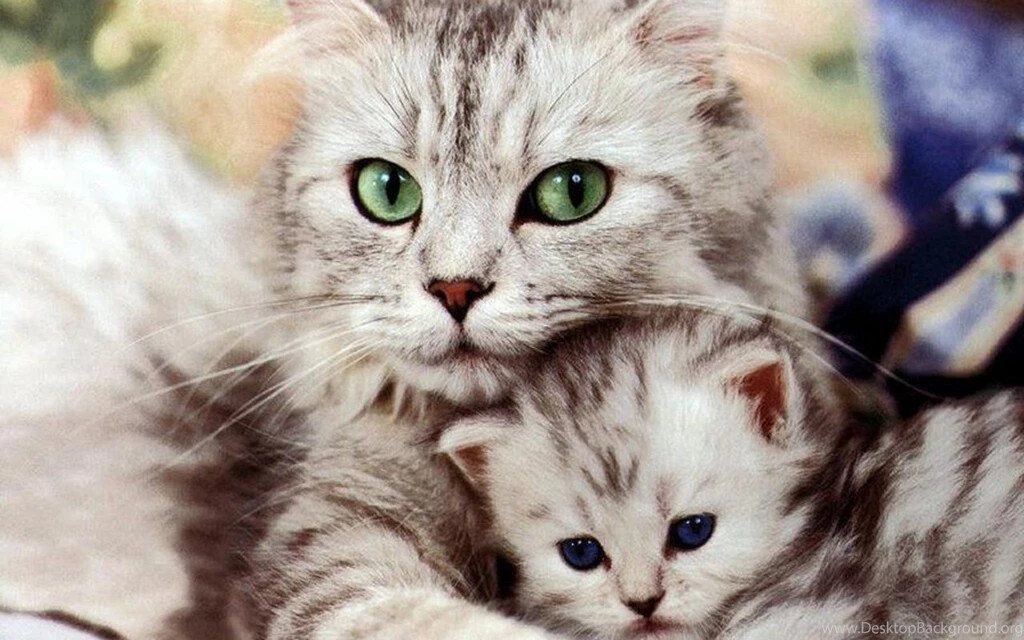 Download Cute Kitten Wallpapers Free By Udhao.net