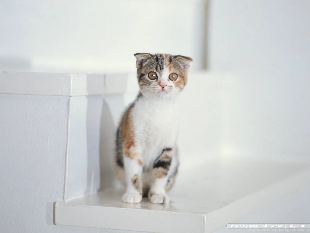 Top Baby Kittens In Basket Wallpapers