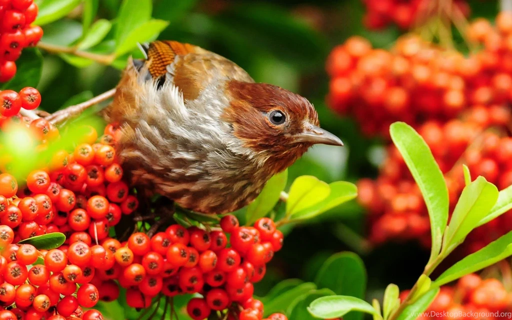 Photos Birds Love Pink Home Tweety Bird Wallpapers