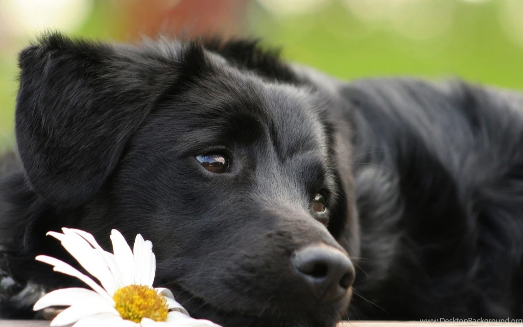 Most Popular HD Wallpapers Of Black Dog Animal