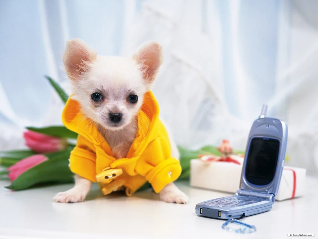 Free Wallpapers   Free Animal Wallpapers   Chihuahua Wallpapers ...