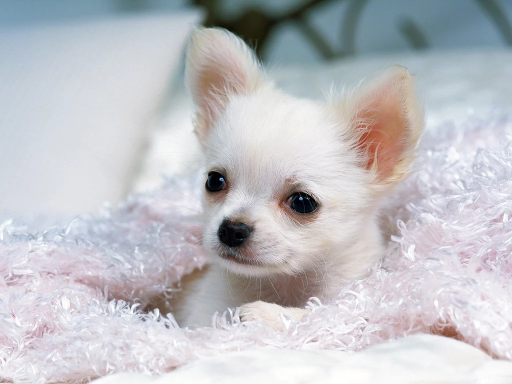 Chihuahua Wallpapers For Ipad 26 Free Wallpapers ...