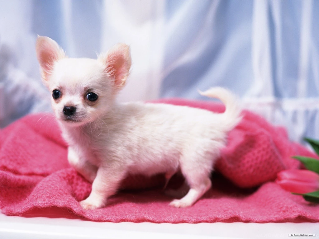 Free Wallpapers Free Animal Wallpapers Chihuahua Wallpapers ...