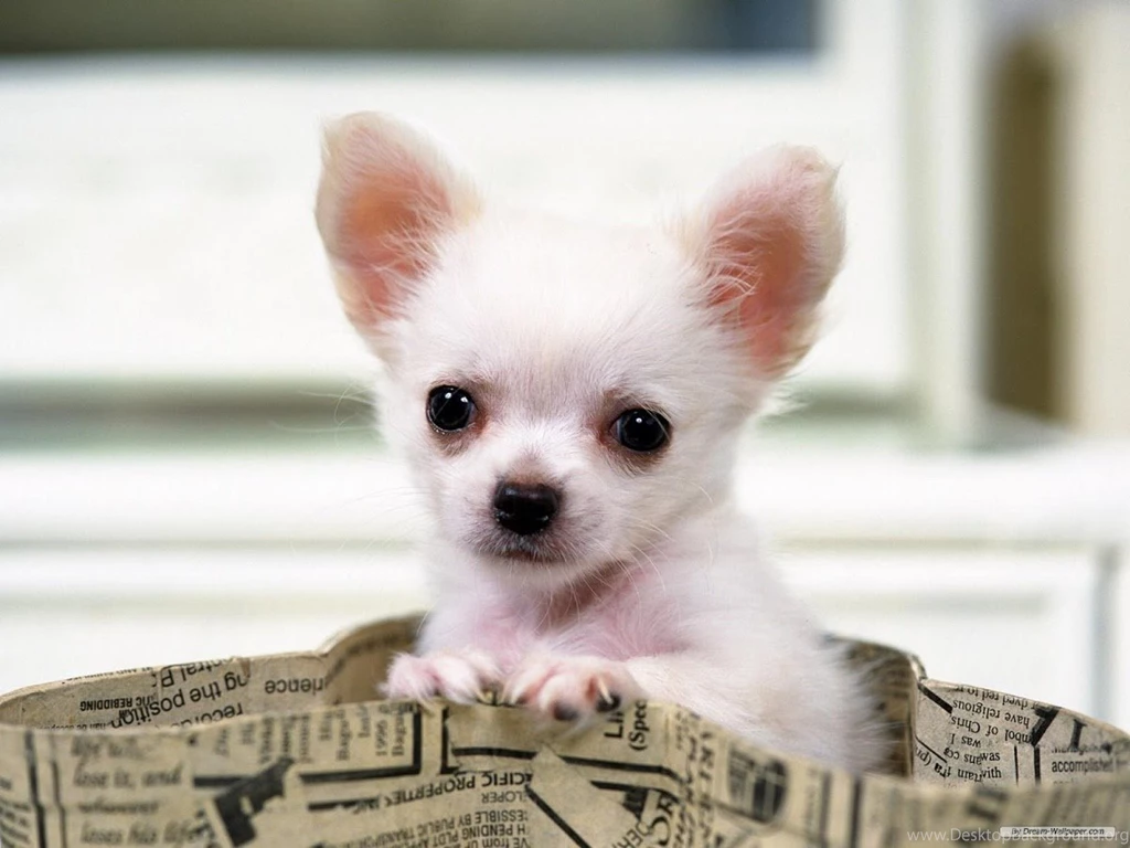 Chihuahuas Wallpapers Android Apps On Google Play