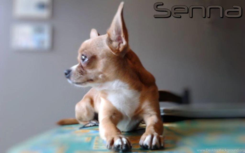 Dogs Senna Dogs Pets Chihuahua Wallpapers Pictures Free ~ Dogs For ...