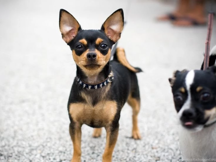 Free Download Dogs Dogs Black Chihuahua Photo Wallpapers ...